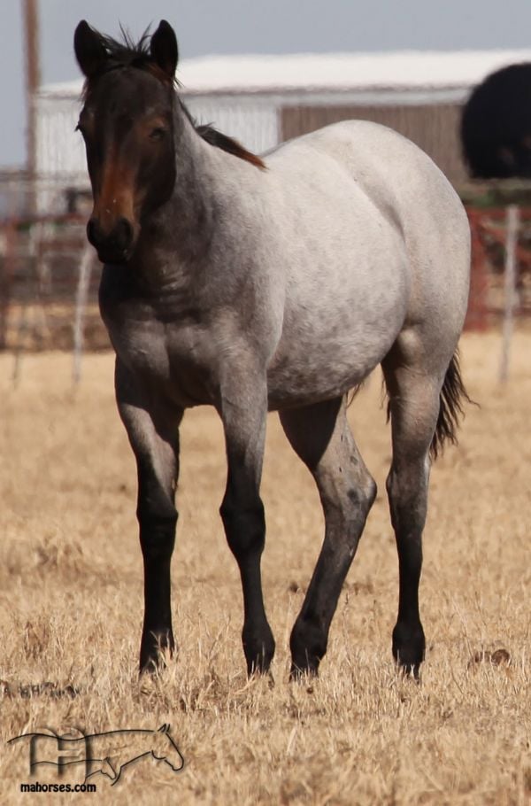 Hotrod Rockette's 2019 Roan Filly